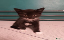 Mixed Breed cats for sale: 4 kittens ready for loving homes - Image 5