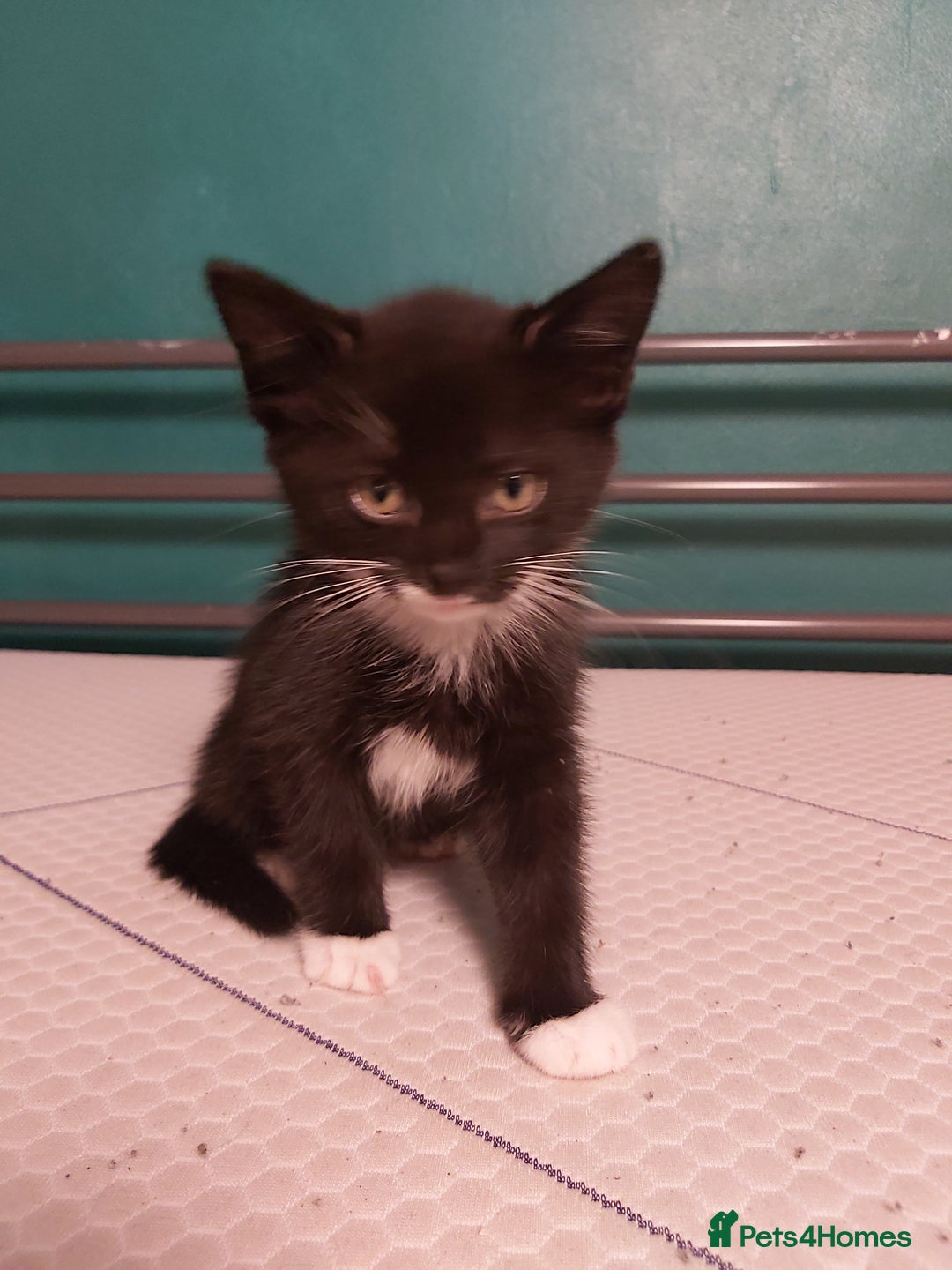 Mixed Breed cats for sale: 4 kittens ready for loving homes - Image 5