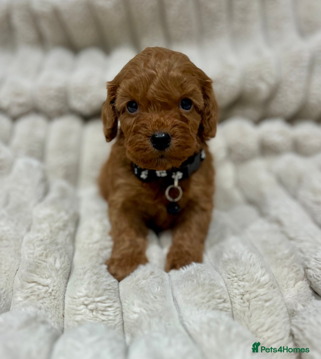 Cockapoo dogs for sale: Fox Red Cockapoo Puppies🎅 **  - Advert 4