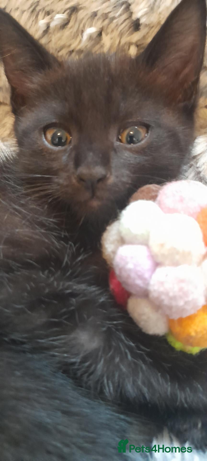 Mixed Breed cats Beautiful kittens 😸  - Advert 8