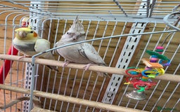 Cockatiels birds for sale: Breeding pair Tame Cockatiels - Image 5