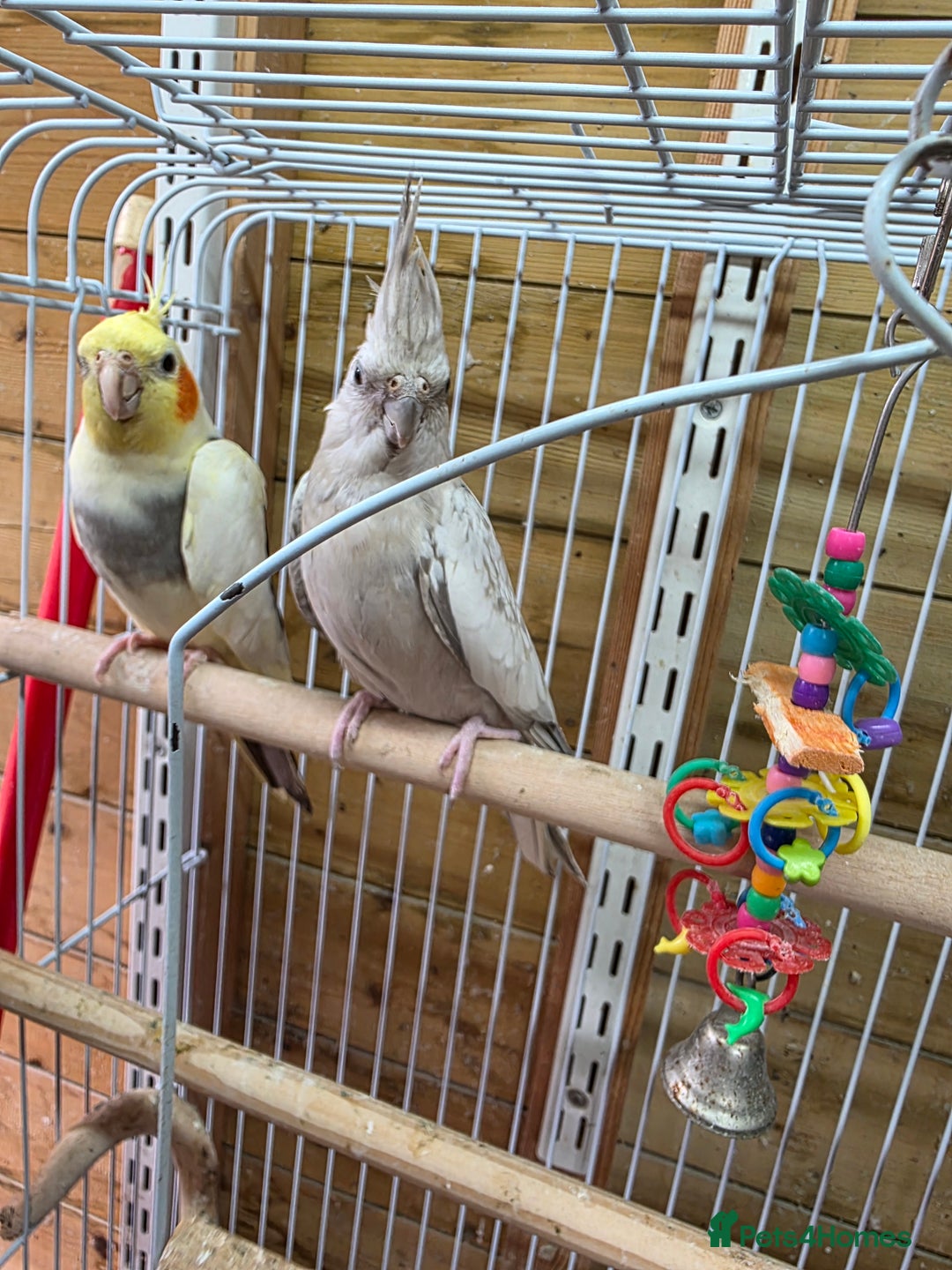 Cockatiels birds for sale: Breeding pair Tame Cockatiels - Image 5