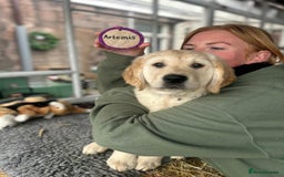 Golden Retriever dogs for sale: 1 male puppy left - Advert 1