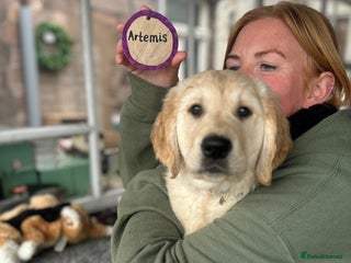 Golden Retriever dogs 1 male puppy left - Advert 3