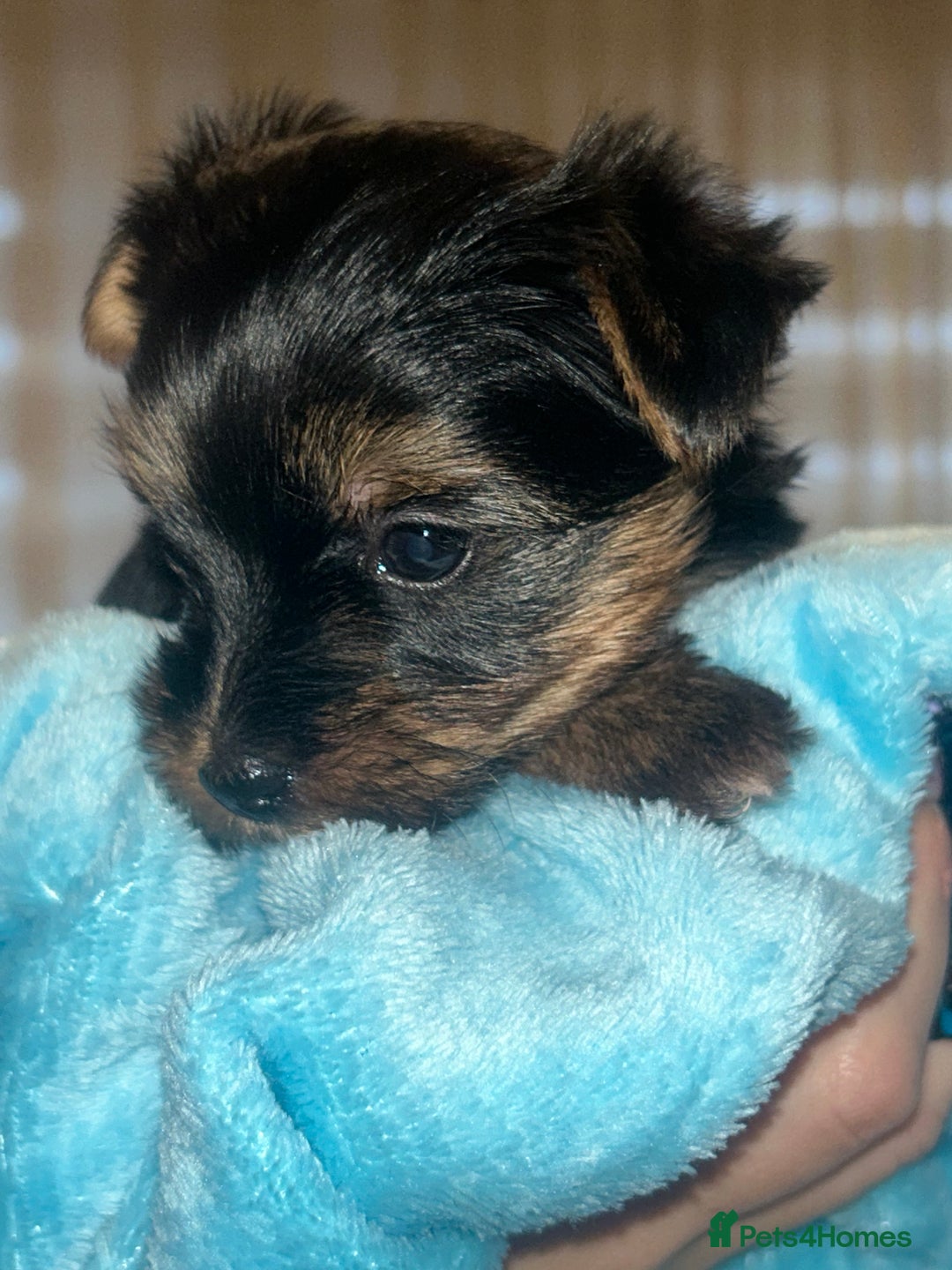 Yorkshire Terrier dogs for sale: Stunning Yorkshire Terriers Puppies  - Advert 5