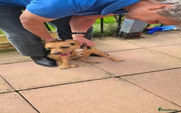 Mixed Breed dogs for adoption: Toby the Terrier - Image 11