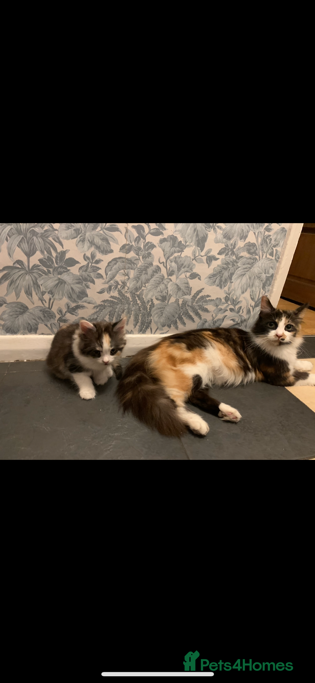 Mixed Breed cats for sale: 5 beautiful kittens ready for their forever home  - Image 20