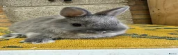 Netherland Dwarf rabbits for sale: Male Netherland Dwarf Rabbits For Sale - Advert 3