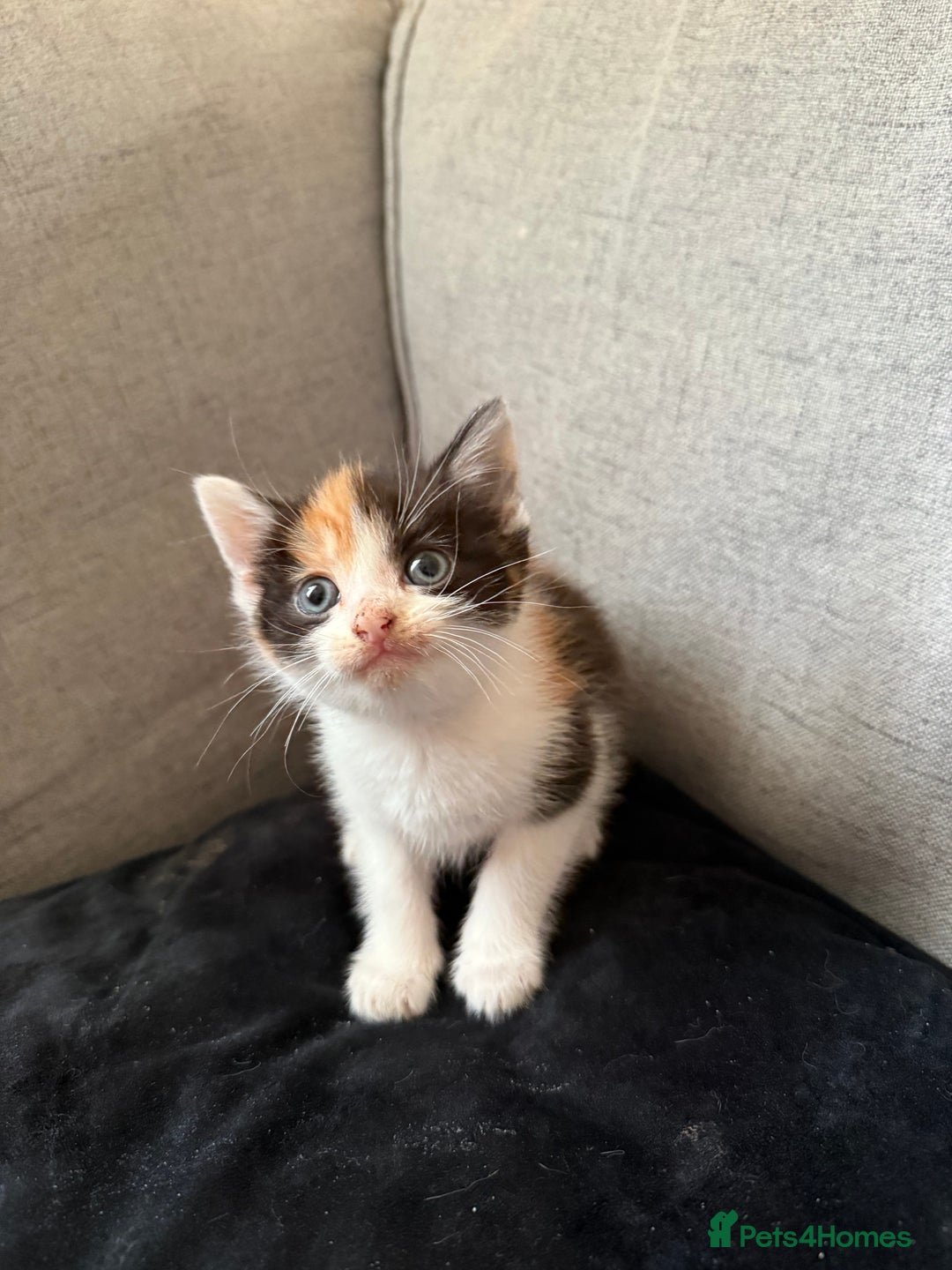 Mixed Breed cats for sale: Mother and kittens for sale  - Image 5