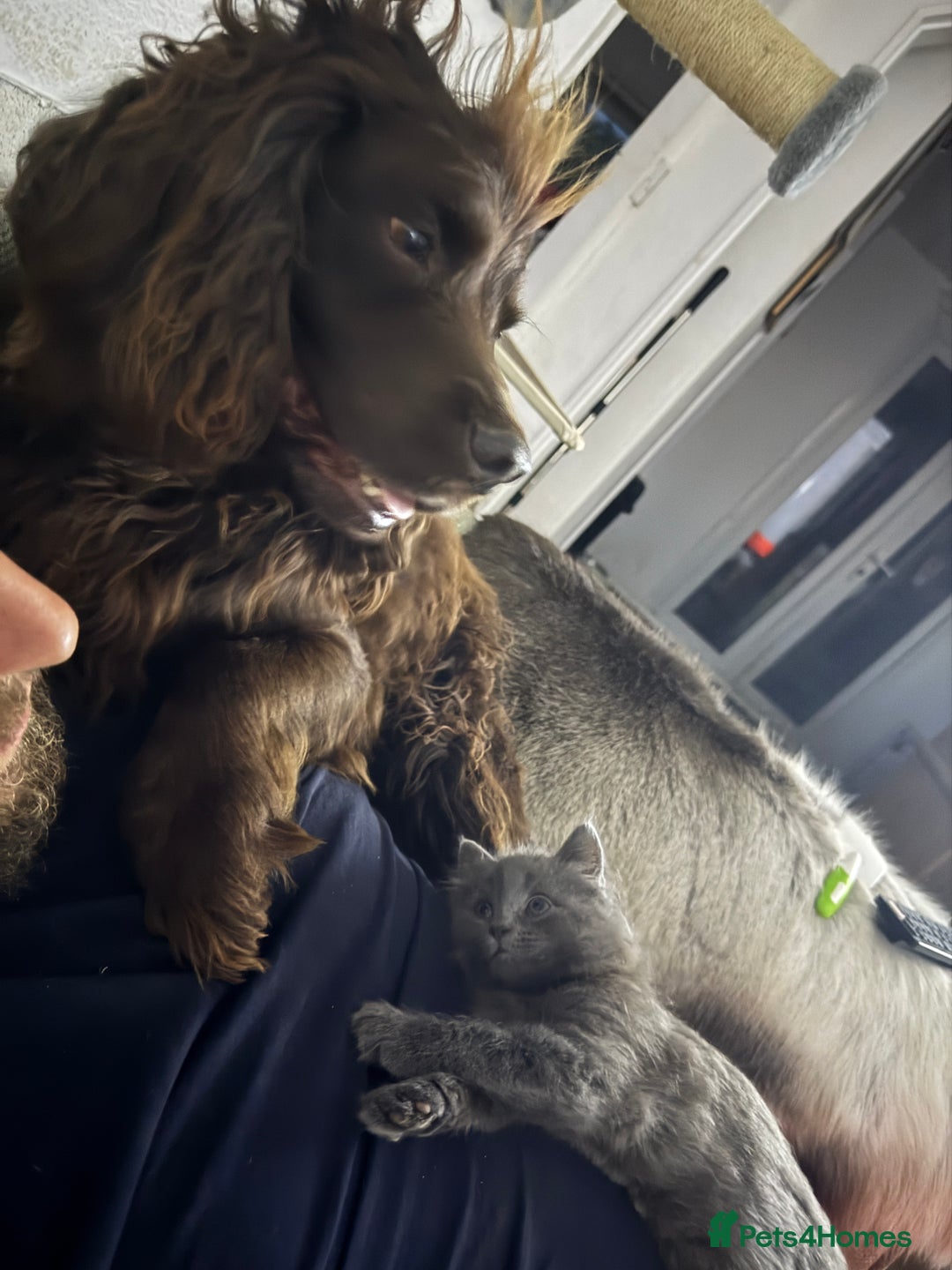 Maine Coon cats for sale: Gorgeous blue female Mainecoon  - Image 3