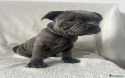 Staffordshire Bull Terrier dogs for sale: 🐾READY TO LEAVE NOW 🐾TOP BLOODLINES BLUE STAFFS - Image 5