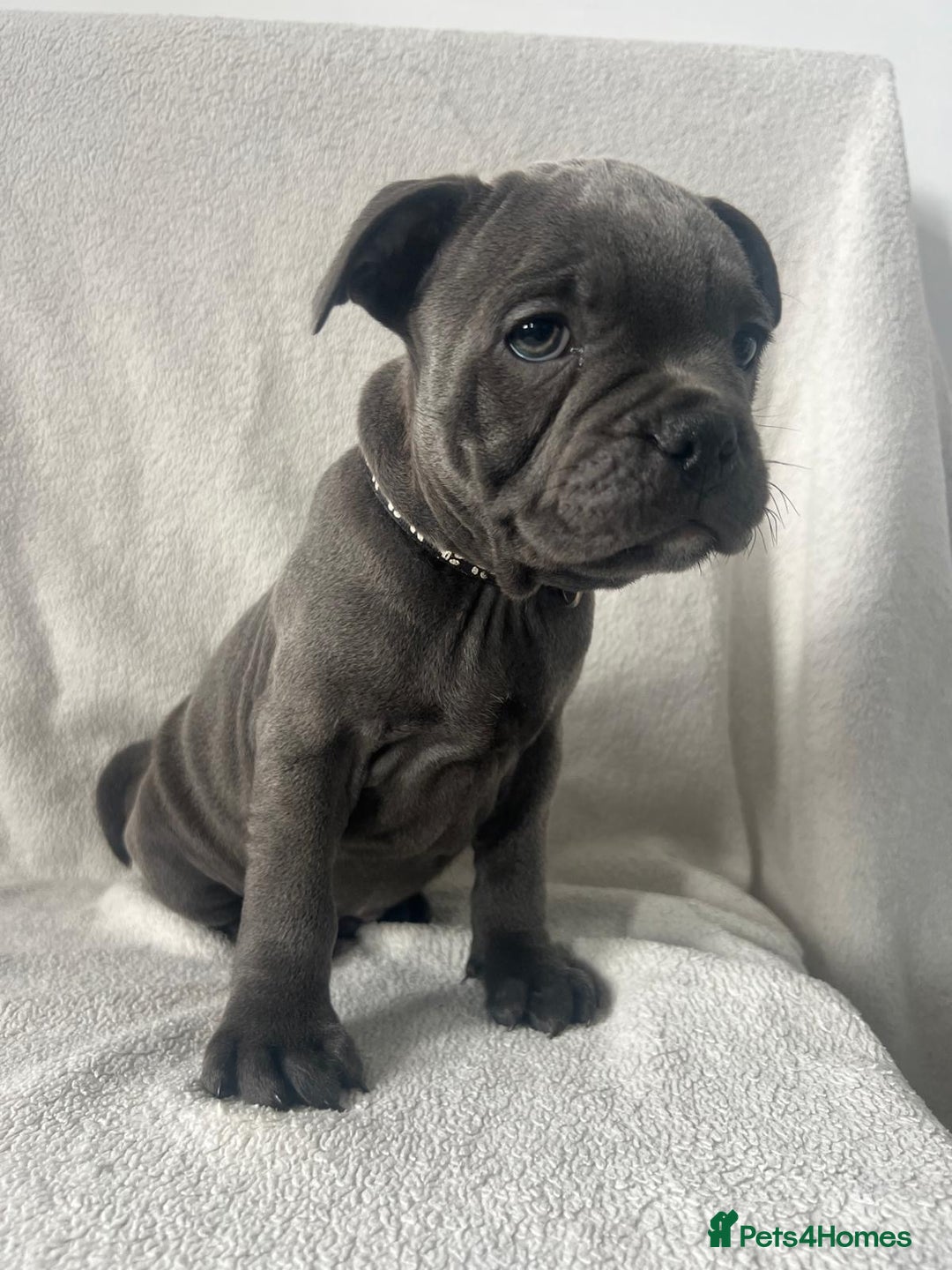 Staffordshire Bull Terrier dogs for sale: 🐾READY TO LEAVE NOW 🐾TOP BLOODLINES BLUE STAFFS - Image 5