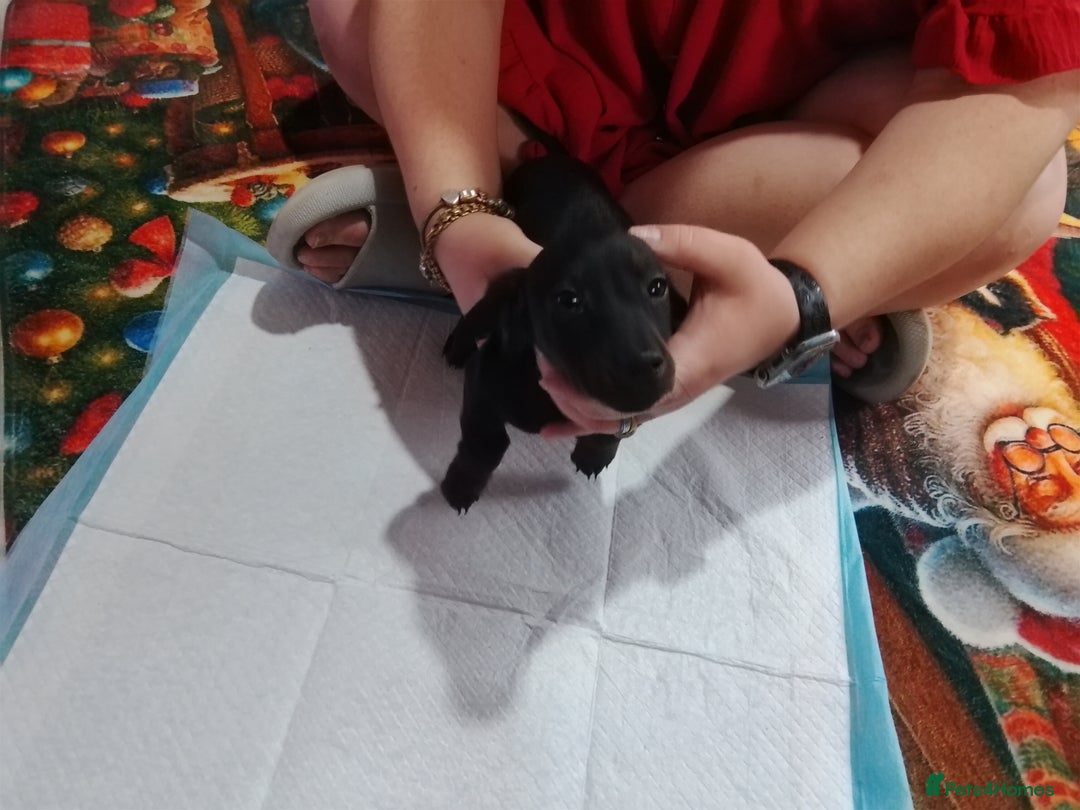 Mixed Breed dogs for sale: Jack dachshund  - Advert 9