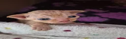 Devon Rex cats for sale: Devon rex kittens red/white bi colour - Advert 7
