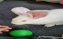 French Lop rabbits for sale: Giant French lop x giant continental  - Image 8