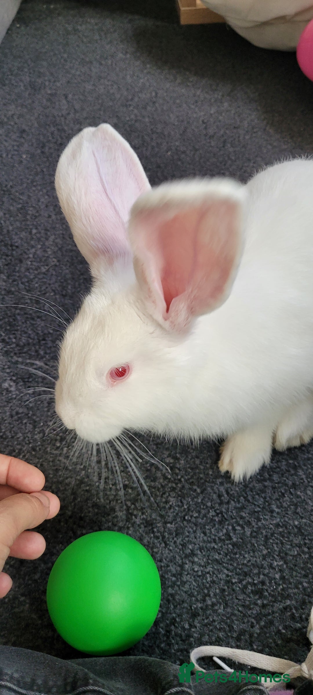 French Lop rabbits for sale: Giant French lop x giant continental  - Image 8