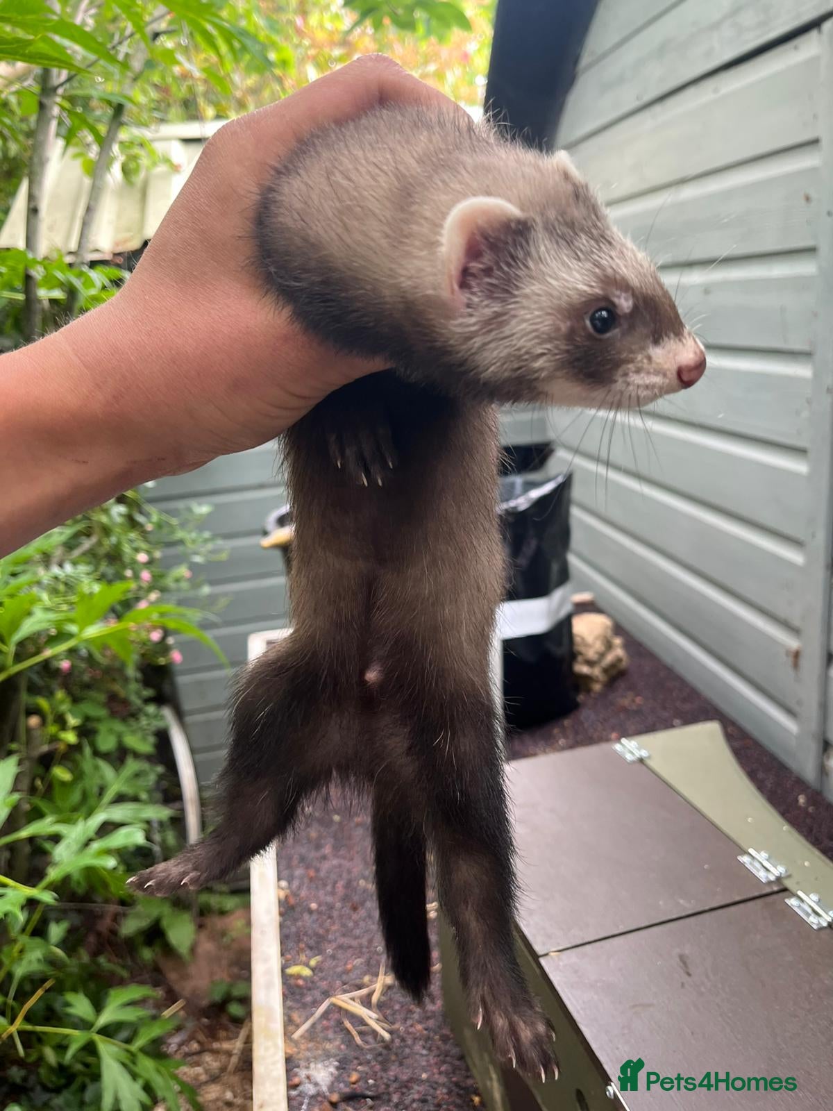 Ferret rodents for sale: Beautiful ferrets 9 weeks old  - Advert 2