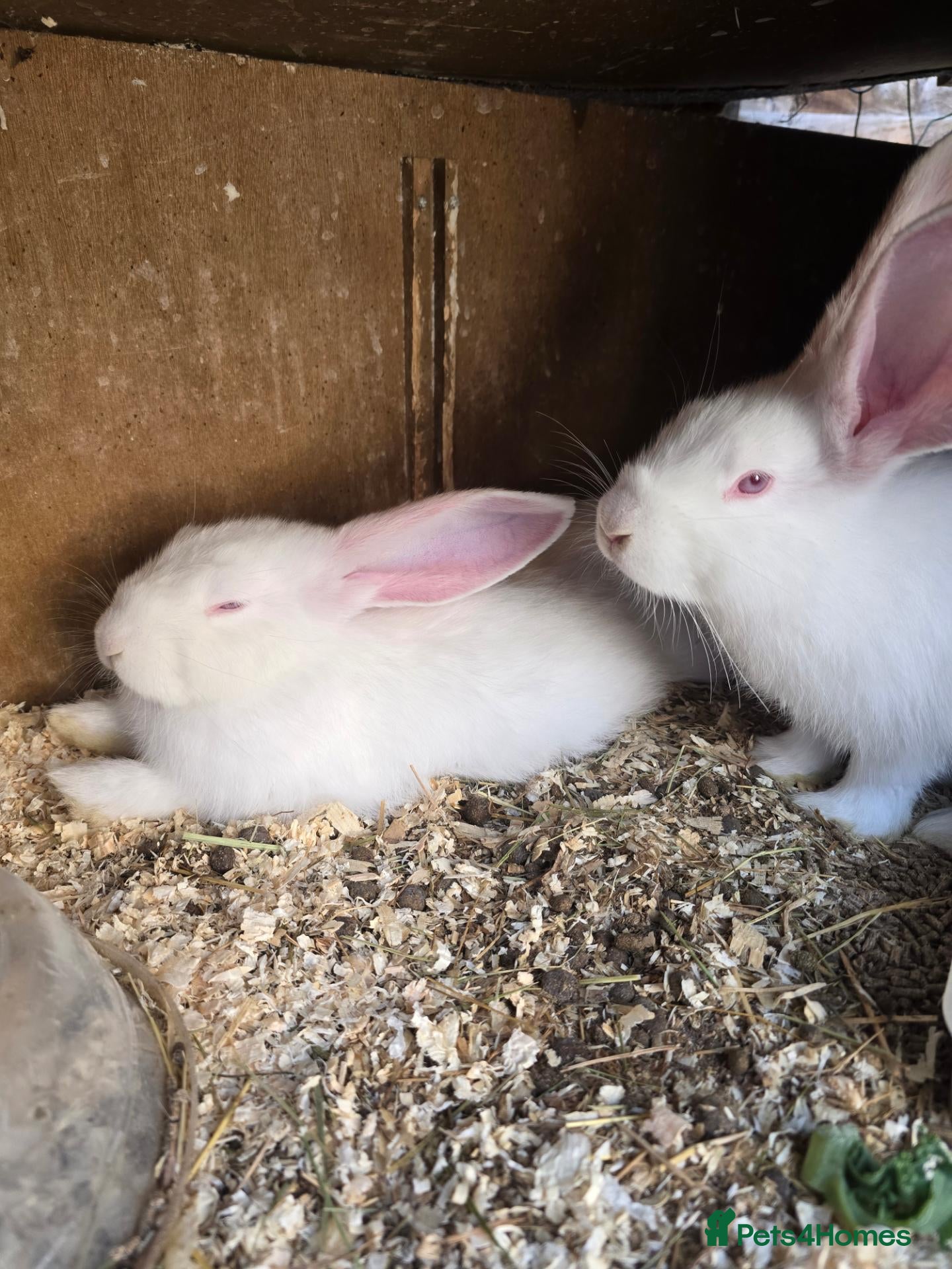 Continental Giant rabbits Continental Giant Rabbit Kits Bookings Now Open 🐰 - Advert 1