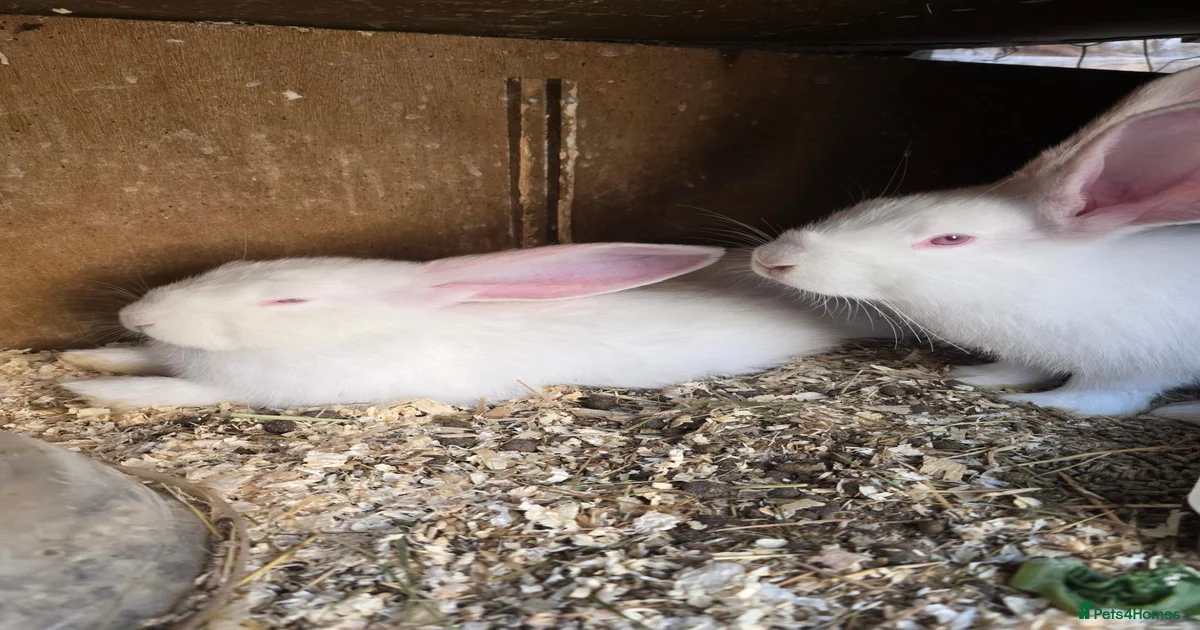 Rabbits for Sale for sale in Greater London | Pets4Homes