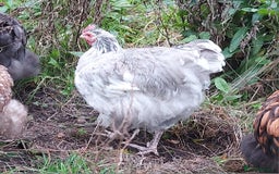 Chickens poultry for sale: Blue splash Orpington cockeral  - Image 1