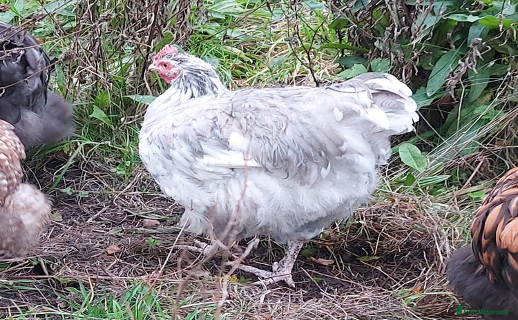 Chickens poultry - Advert 4