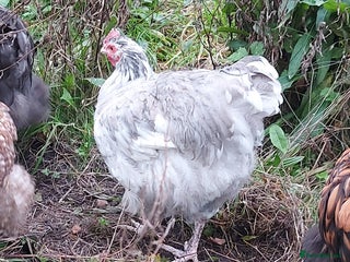 Chickens poultry - Advert 32