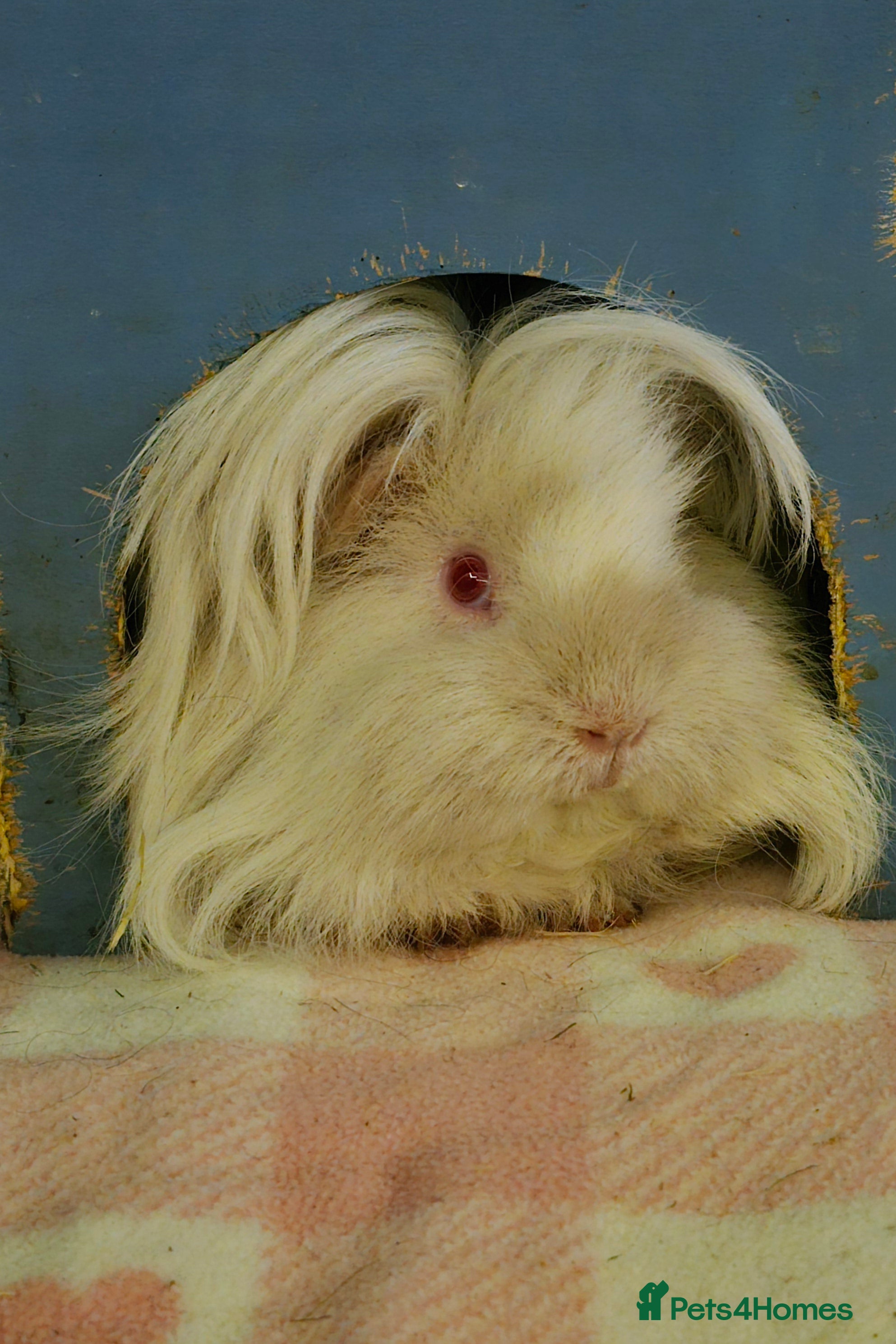 Guinea Pig rodents Retired Lunkarya Sow Needs Family Home - Advert 1