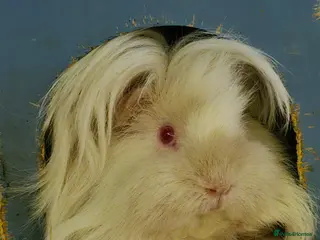 Guinea Pig rodents Retired Lunkarya Sow Needs Family Home - Advert 1