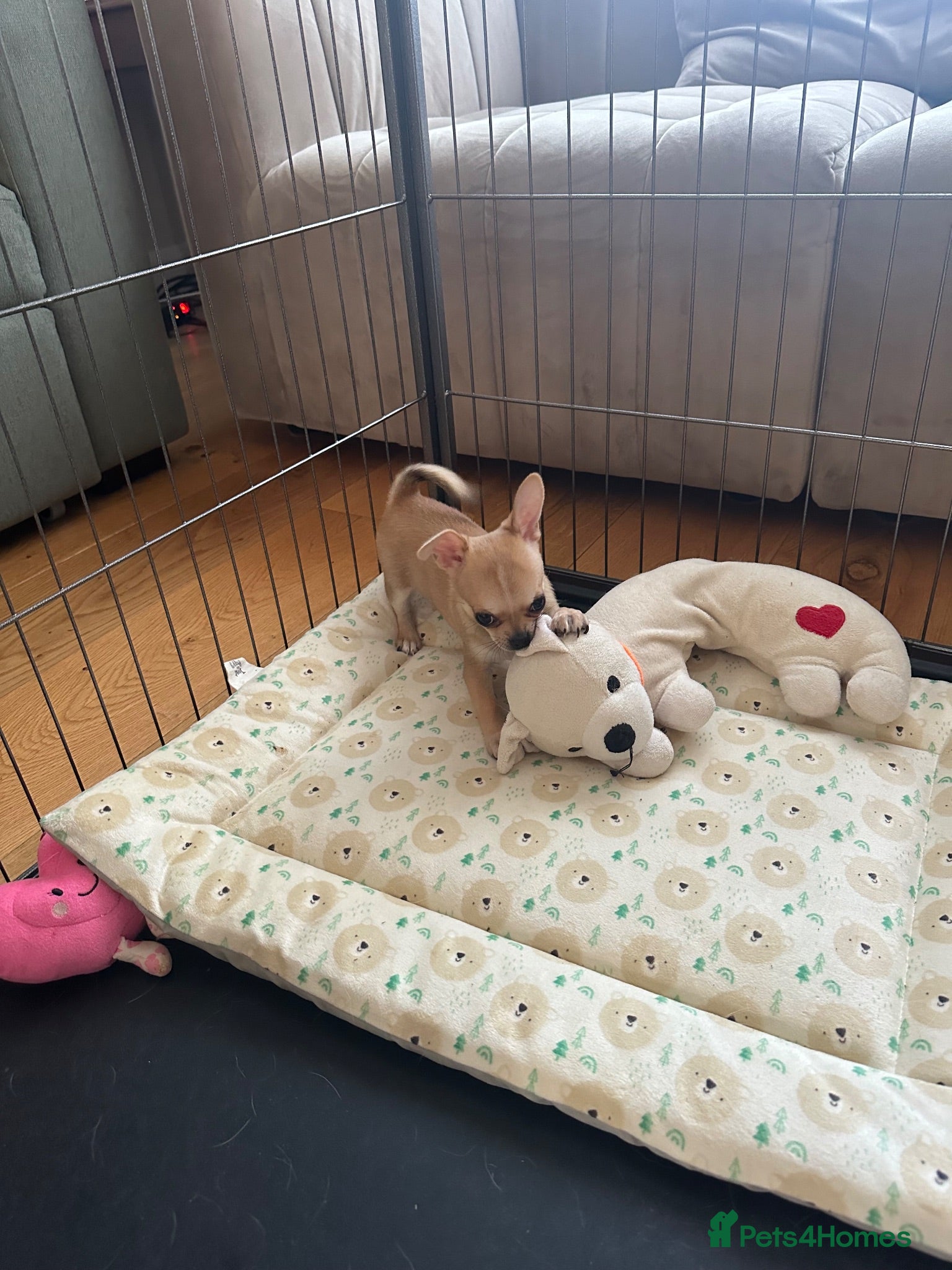 Chihuahua dogs Adorable Chihuahua Boy Pup - Advert 1