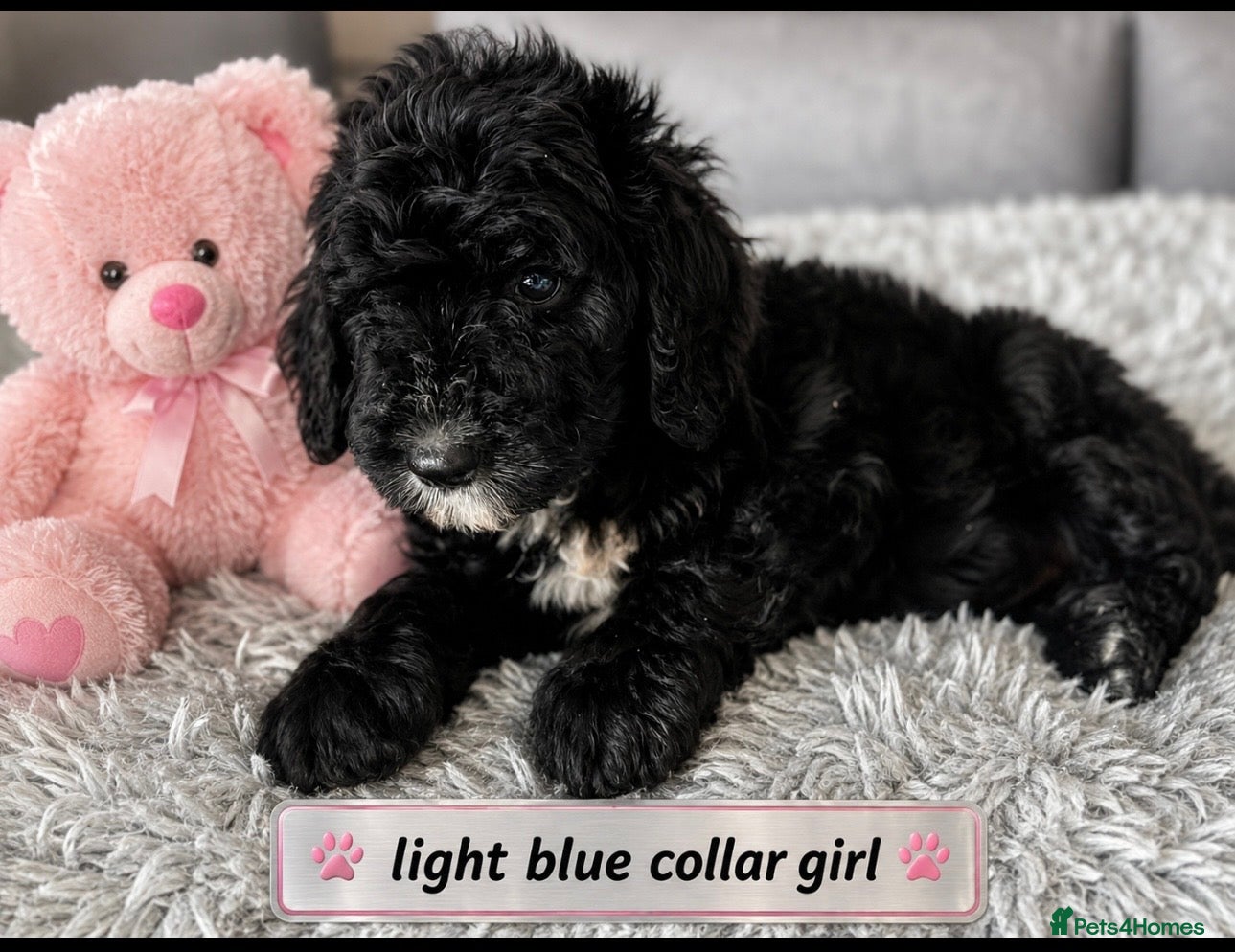 Bernedoodle dogs F1 STANDARD BERNADOODLES LAST 2 B/W GIRLS REDUCED - Advert 1