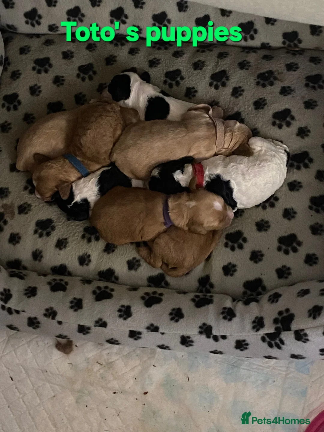 Cockapoo dogs for stud: PROVEN F1 Cockapoo for STUD in Canterbury - Advert 5