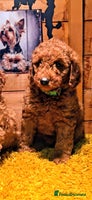 Miniature Poodle dogs MINIATURE POODLE PUPPIES. - Advert 1