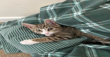 Bengal cats - Advert 7