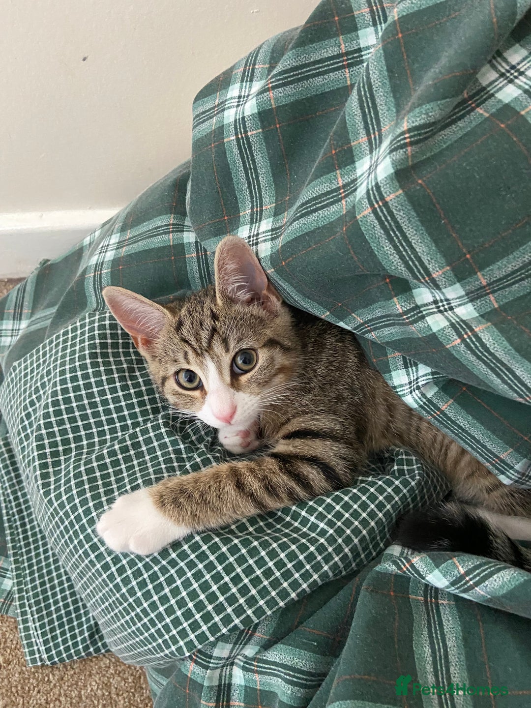Bengal cats for sale: Gorgeous bengal cross kittens available now  - Image 3