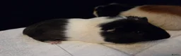 Guinea Pig rodents for sale: 2 year old male guinea pig pair in Knaresborough - Advert 3