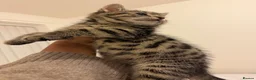 Mixed Breed cats for sale: Kittens  - Advert 20