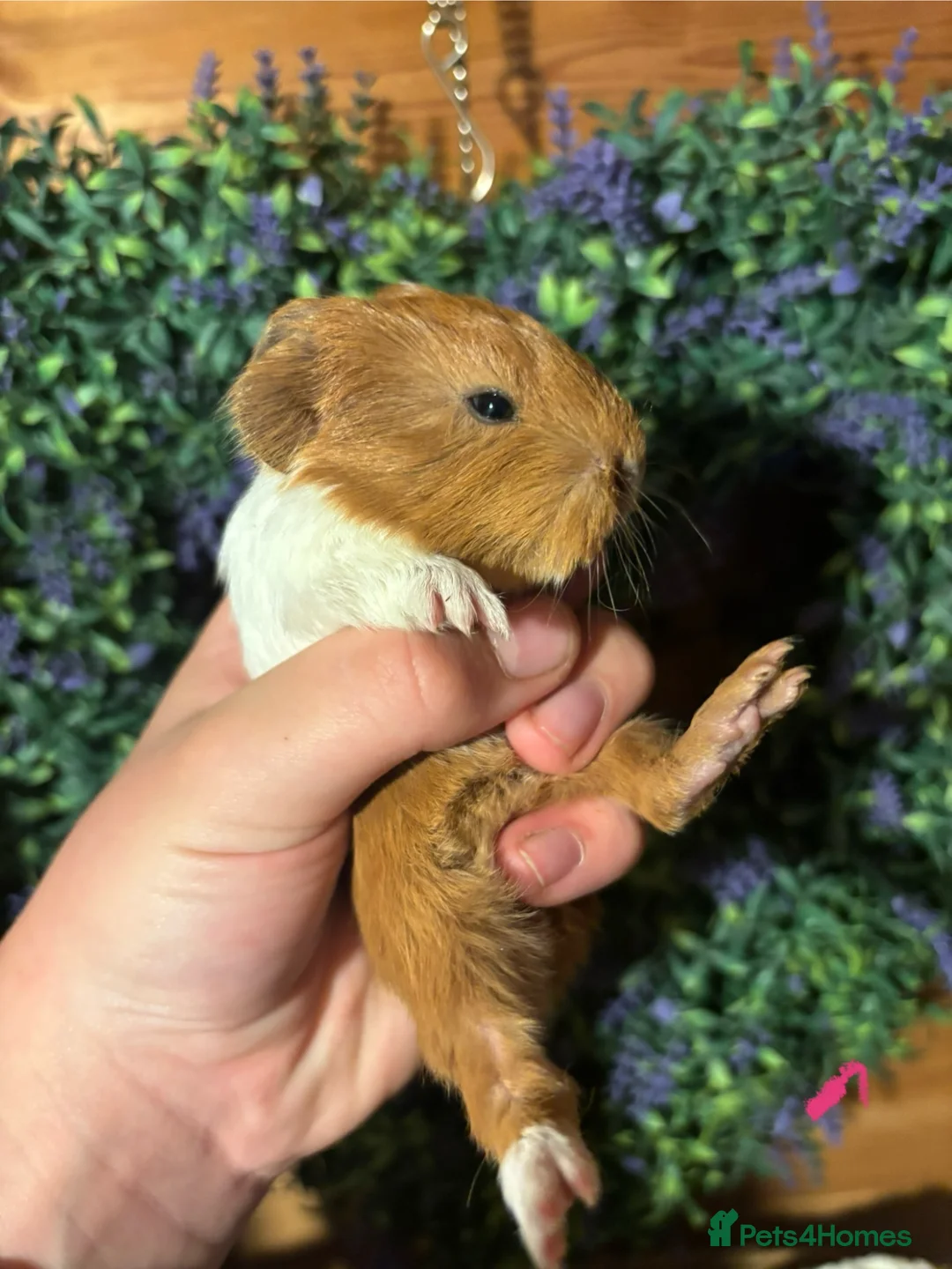 Guinea Pig rodents for sale: Baby guinea pigs  - Advert 5