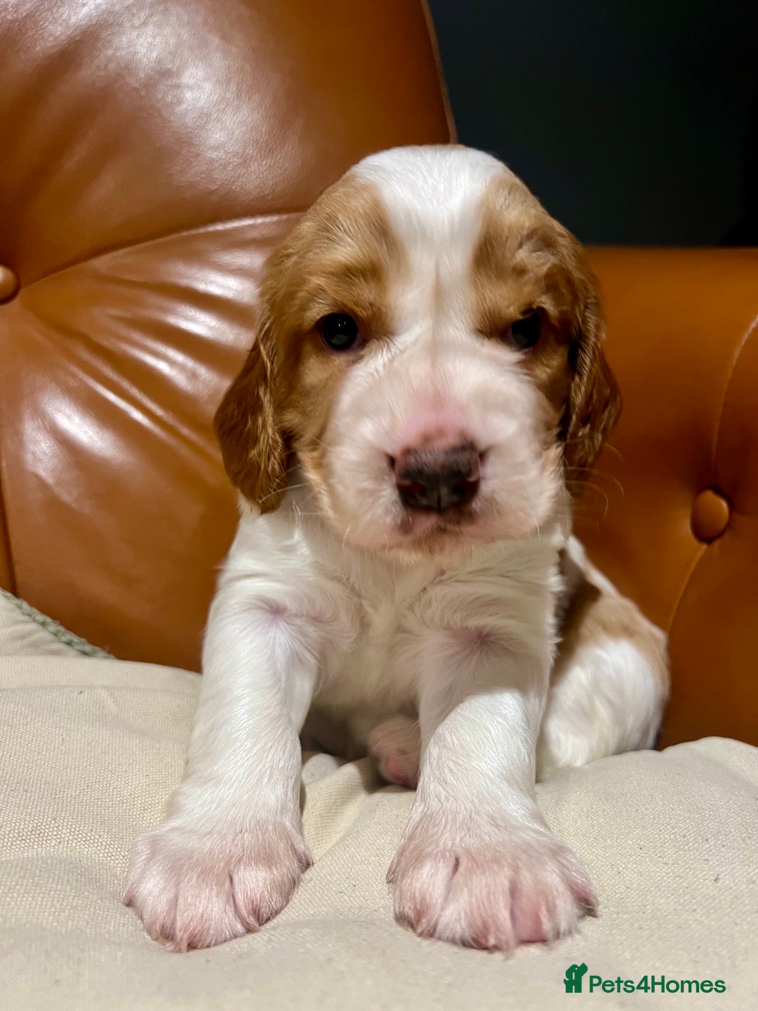 Welsh Springer Spaniel dogs for sale: 1 Girl remaining Fully Health Tested Parents  - Advert 1