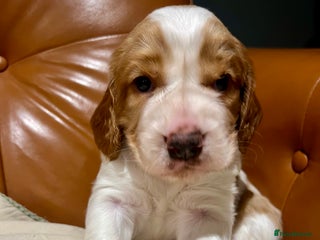 Welsh Springer Spaniel dogs 3 Girls Fully Health Tested Parents - Advert 1