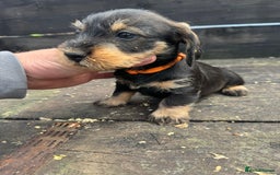 Dachshund dogs for sale: Teckle pups available  - Image 10