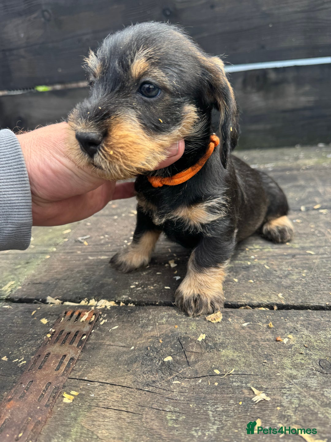 Dachshund dogs for sale: Teckle pups available  - Image 10
