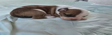 Puppy 1