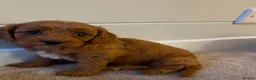 Cavapoo dogs for sale: Beautiful Red F1 Cavapoo puppies - Advert 11