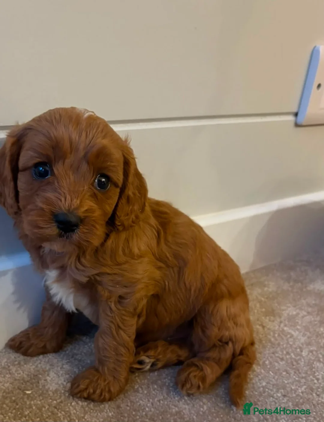 Cavapoo dogs for sale: Beautiful Red F1 Cavapoo puppies - Advert 11