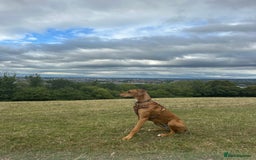 Mixed Breed dogs for sale: Mara - Doberman X Lurcher 7 month old girl - Image 4