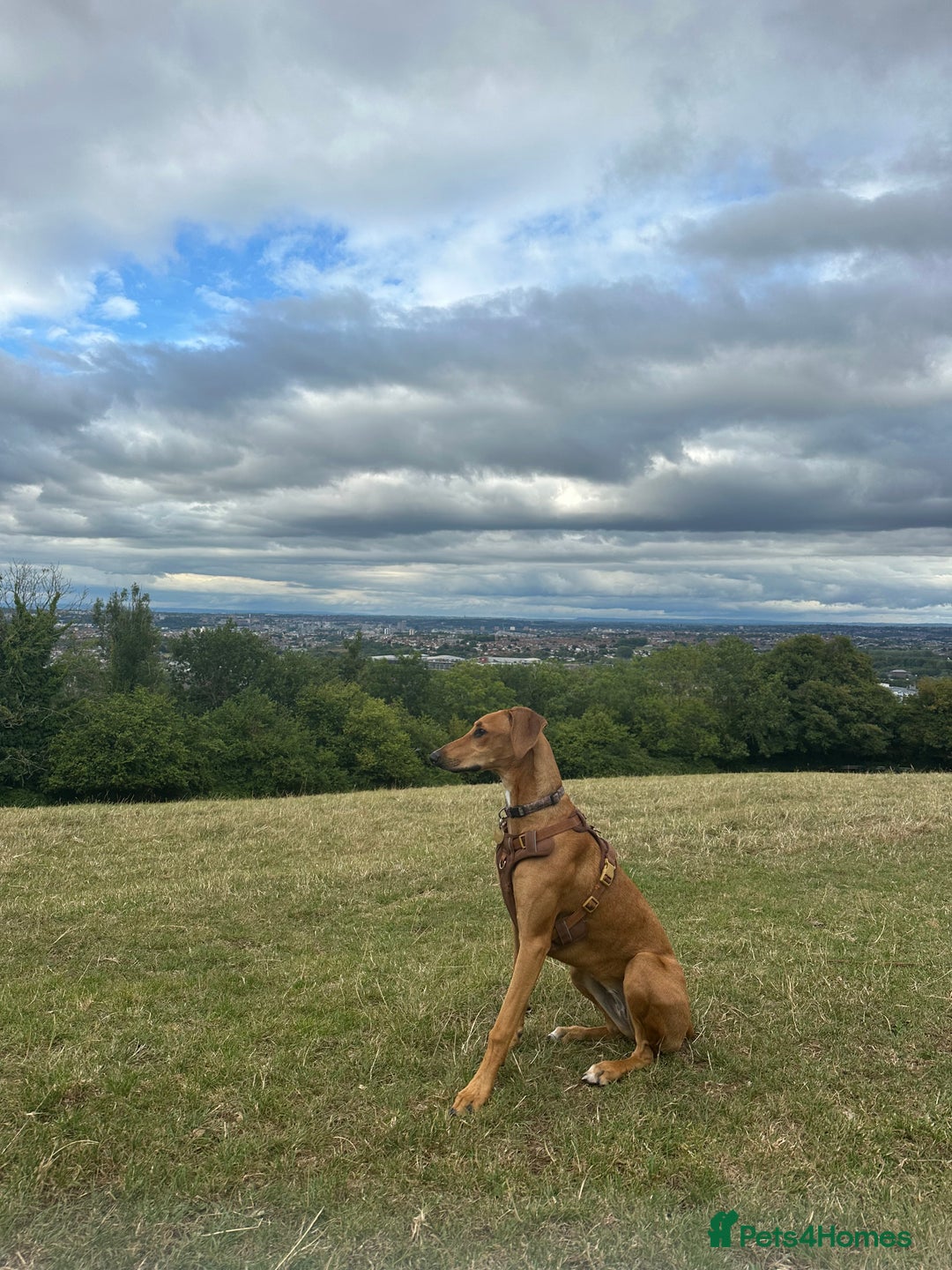 Mixed Breed dogs for sale: Mara - Doberman X Lurcher 7 month old girl - Image 4