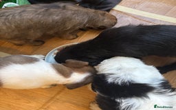 Mixed Breed dogs for sale: 4beautiful terrierxGerman ShepherdxLabrador puppy - Image 23