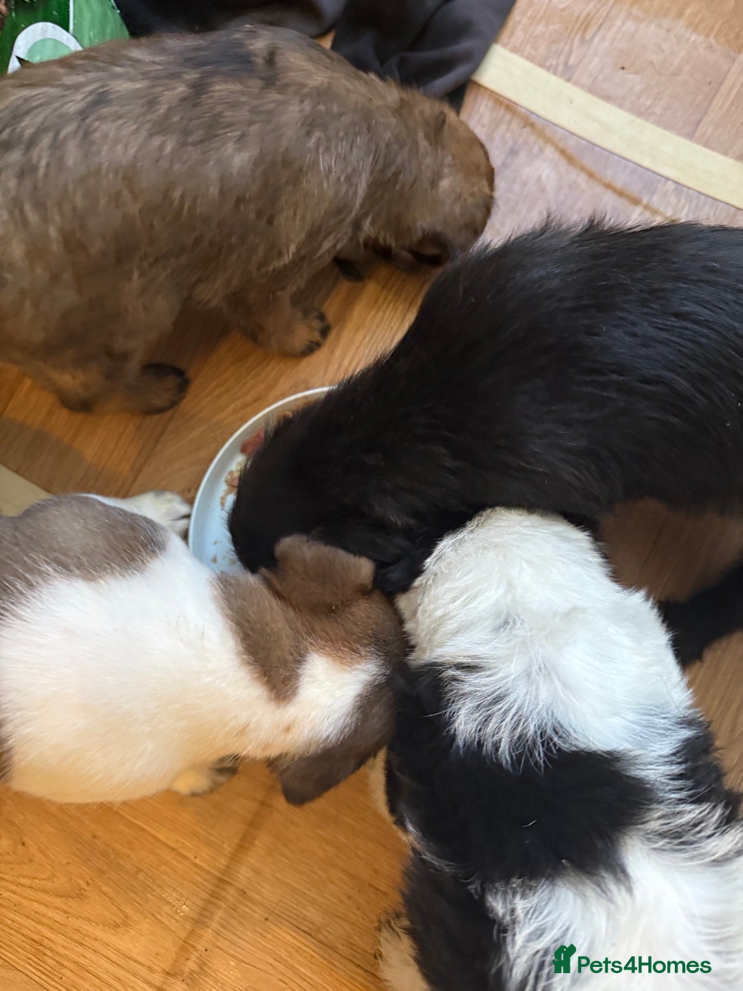 Mixed Breed dogs for sale: 4beautiful terrierxGerman ShepherdxLabrador puppy - Image 23
