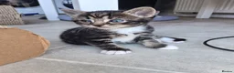 Mixed Breed cats for sale: Litter of 5 kittens - Advert 12