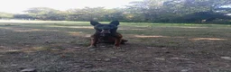 Belgian Shepherd Dog dogs for sale: Bonnie in Liverpool - Advert 3